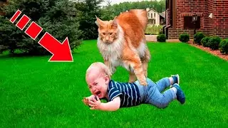 Seeing what the cat was doing to her child, the girl couldn’t believe her eyes!