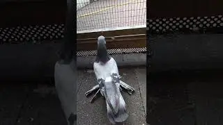 Сизый голубь.