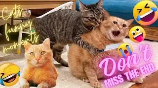 cats funny 🤣 videos| |try not to😂laugh| |most funny| | crazy cats|#shortsvideo#cat #cute#funnyvideo