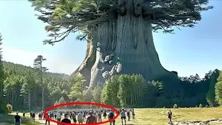 The largest tree on Earth is bigger than you think