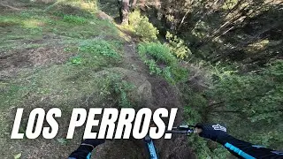 LOS PERROS REÑACA 2023! TODO LO QUE DEBEN SABER!