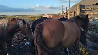 Вьюга и жеребец знакомятся