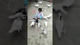 funny baby video
