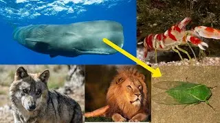Loudest Animal's Sound Effects