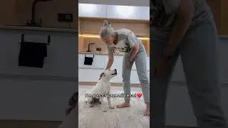 Показала, как глухую Тэффи обучала🥹 а вы как обучали своих хвостиков команде Сидеть?❤️