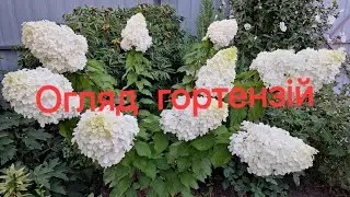 Огляд гортензій на початку серпня. Як витримали спеку. #дачнийагроном #flowers #гортензії #квіти