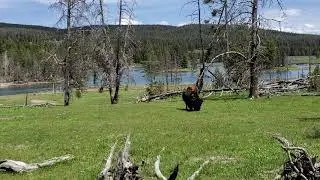 Yellowstone Bison
