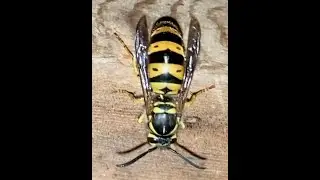 Eastern Yellowjackets In Cinder Block Wall Stung Homeowner