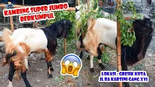 Penjual Hewan Qurban Kambing Idul Adha Di Gresik Tahun 2023, Lokasi Jl. RA Kartini Gang XVI