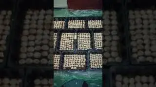 Попробую выгнать тюльпан