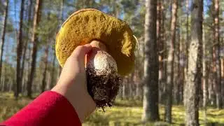 Не грибалка, а болталка#Not a mushroom room, but a chatter