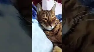 Обезьяна
