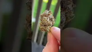 STYROFOAM CUP… Should we review it? 🤔 #ArchiveTV #WeedReviews #cannabis