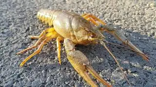Top 50 curiozitati despre RACUL DE RÂU