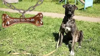 Гуф