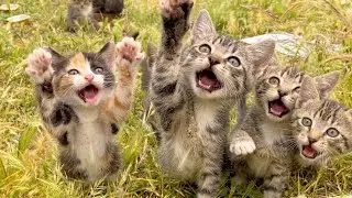 orphaned kittens, homeless and without a place to call home, a beautiful encounter