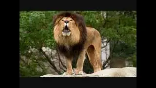 Evolution of Lions