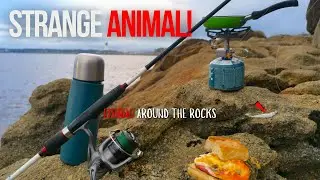 ROCK FISHING WITH LURES!