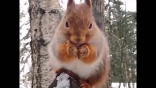 Красивые белочки!!!Белка песенки поет да орешки все грызет!!!
