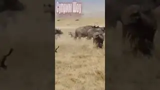 Буйволы Против Гиен