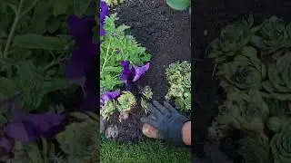 клумба с камнями