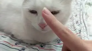 НАЖИМАЮ КОШКЕ НА НОС 11 РАЗ