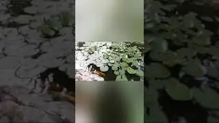 пансионат Кабардинка