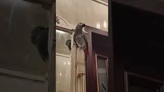 ✅ НА ЖЁЛТОЙ ГРЯДКЕ ТОРЧАТ ДВЕ ПЯТКИ?🤣 ЗАГАДКА ДЛЯ ПЕТРУНИ 🐦ZHAKO PETRUNYA 🔥 (СУБТИТРЫ) 