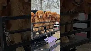 Day 2: Exploring Tangshan, China | Golden Retrievers | Outdoor Adventure