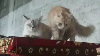 Discover Fascinating Cat Facts |  Unveiling the Enigmatic World of Felines