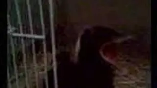 one hungry baby magpie