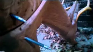 Shooting from a tree stand