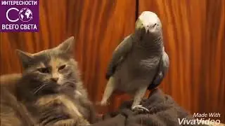 Кот и попугай