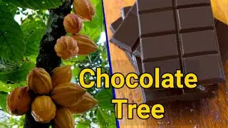 Organic Cocoa Tree, Fruit, & Beans : Chocolate Tree - Theobroma cacao