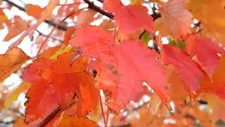 Herfstkleuren esdoorn_26.11.2023