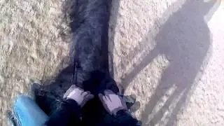 ~Horse Edit~ + making a comeback