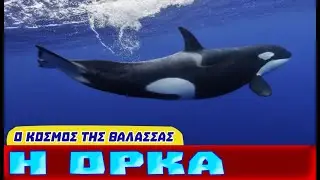 Όρκα Η Φαλαινοφονιάς