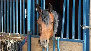 Love animals and want to help?