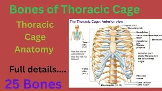 Bones of Thoracic Cage//Thoracic Cage bones//Ribs Bones// True Ribs/False Ribs #ribs #thorax #bones