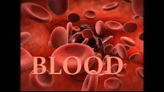 Lecture 3: Blood (physiology)