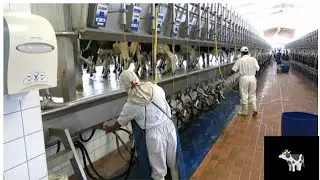 Almari Biggest Dairy Farm in Saudi Arabia