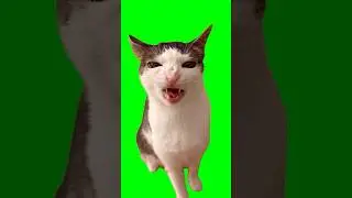 Green Screen Crunchy Cat Luna Meme