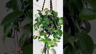 #хойя #sphagnum_eco #indoorplant #houseplants #сфагнумфускум #garden #plants #hoya