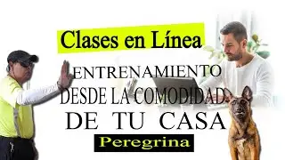 Aprende a Adiestrar a tu Perro Desde Casa: Curso Online