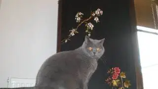 SKYPE-ING WITH MY PUSSY