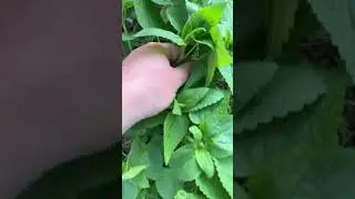 Глухая крапива #дикоросы