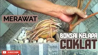 🛑 Pruning Bonsai Kelapa Cara Mengecilkan Daun Bonsai Kelapa‼️