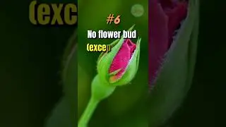 Never offer these flowers to Maa Durga 