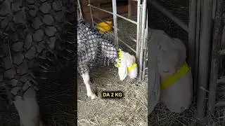 Armored sheep technology 🐑