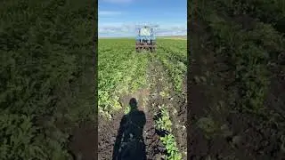 окучивание картофеля 2024 год #agriculture